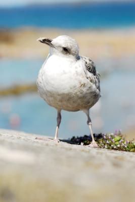 Mouette